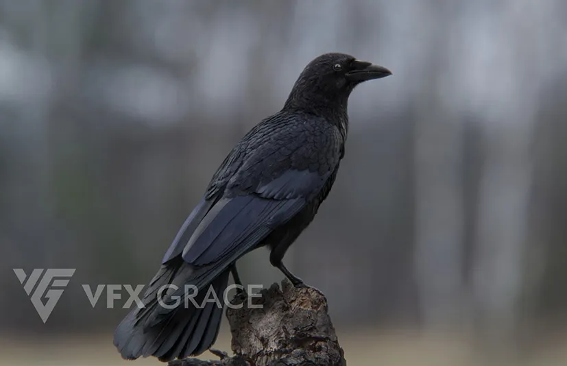 腐肉乌鸦动画Blender 3D 模型 - Carrion Crow Animation