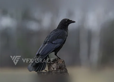 腐肉乌鸦动画Blender 3D 模型 - Carrion Crow Animation