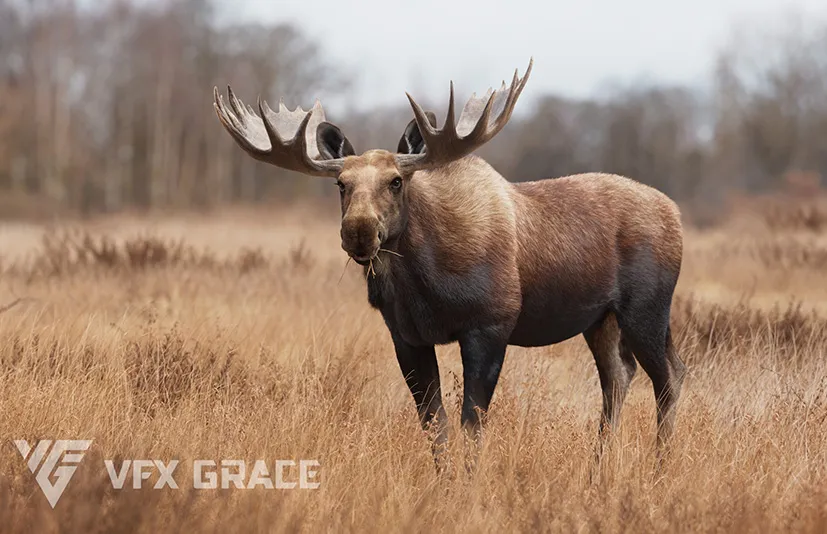 Blender麋鹿雄性动画 - Moose Male Animated