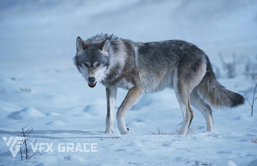 Blender写实狼动物动画3D模型 - Wolf Animation