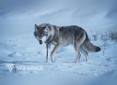 Blender写实狼动物动画3D模型 - Wolf Animation