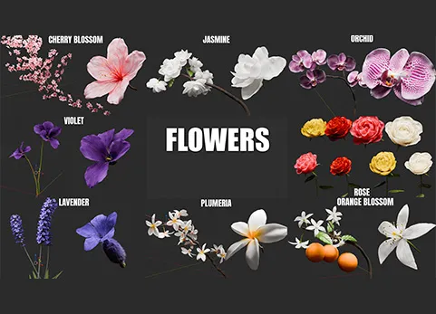 Blenderblender程序鲜花盛开场景资产预设 - Blooming Flowers V2 by Cheuqs