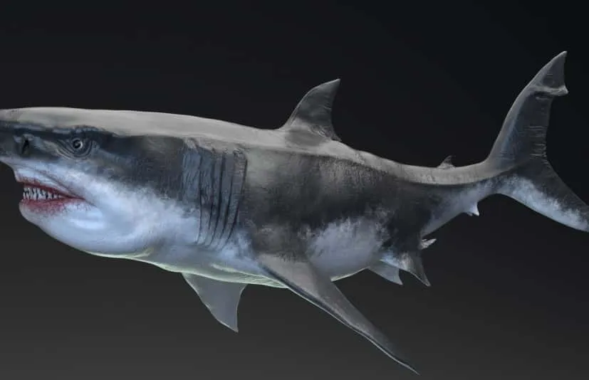 巨齿鲨模型动画 MEGALODON - Sea Monster Series 5
