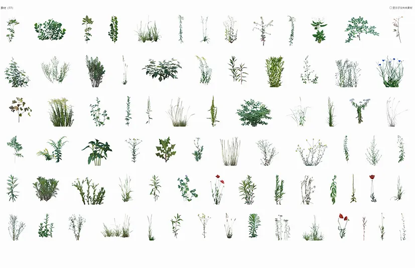 草和杂草 - Grass & Weeds