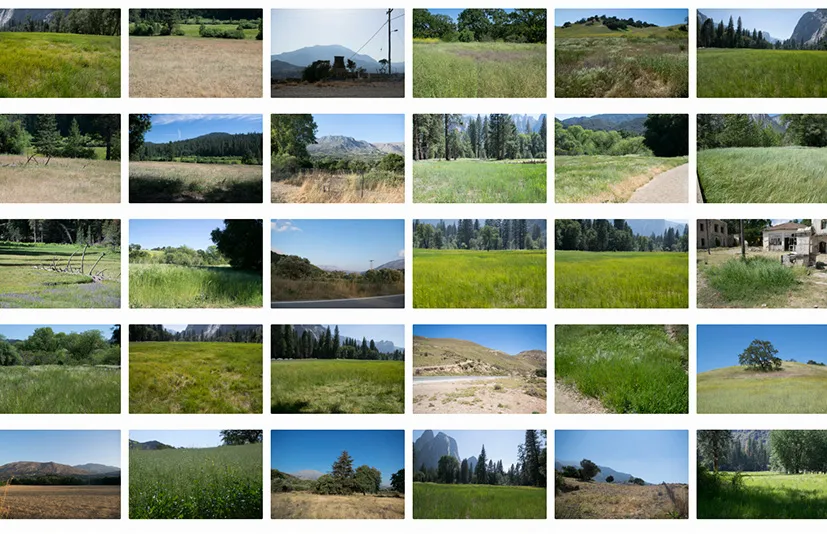 草地 - grass photo pack