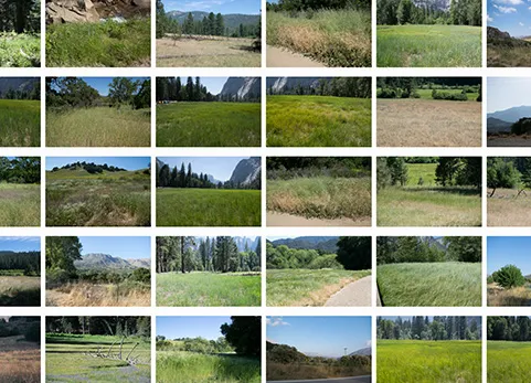 草地 - grass photo pack