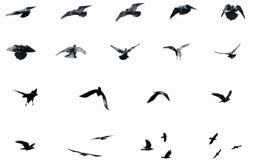 乌鸦与渡鸦 - Crows & Ravens