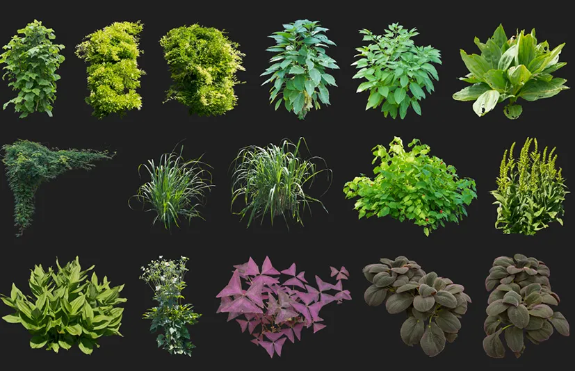 枝叶植物包 - Cutout pack - Foliage