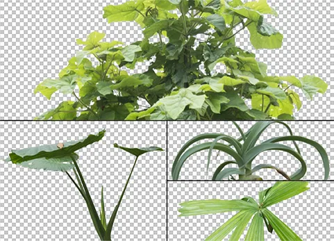枝叶植物包 - Cutout pack - Foliage