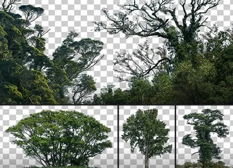 树木树枝 - Deciduous Trees