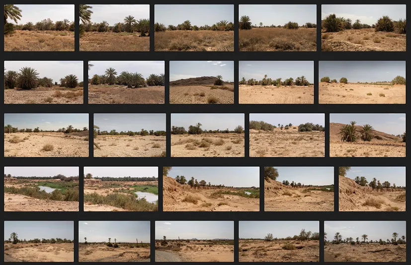 沙漠棕榈林 - Desert Palm Grove