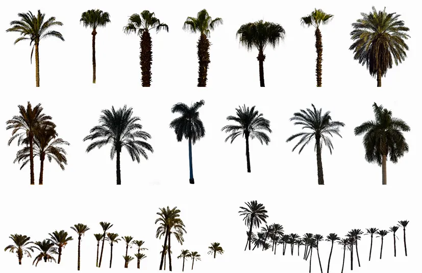 棕榈树 - Palm Trees