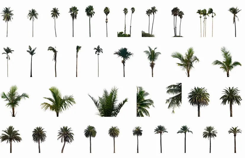 棕榈树 - Palm Trees