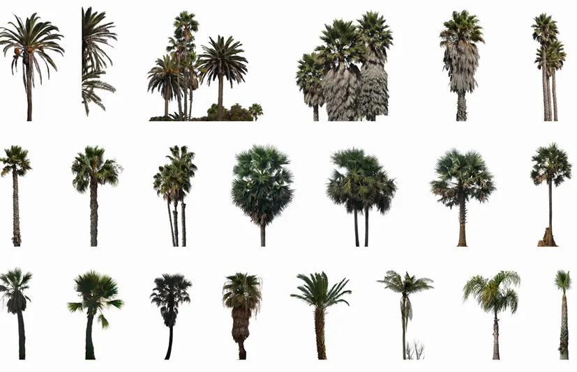 棕榈树 - Palm Trees