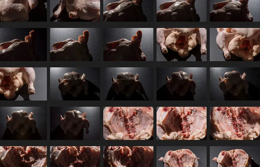 生物肉体与皮肤 - Flesh & Skin