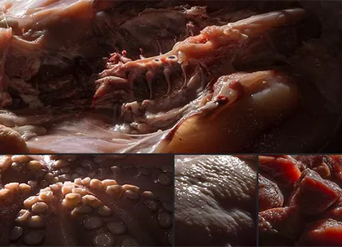 生物肉体与皮肤 - Flesh & Skin