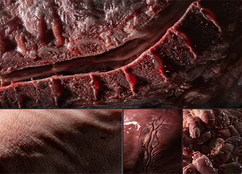 肉体与皮肤肌肉组织 - Flesh & Skin II