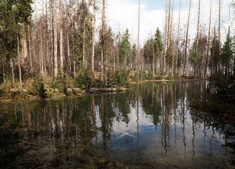 MW 枯死的云杉森林树木群落 - MW Dead Spruce Forest Trees Biome