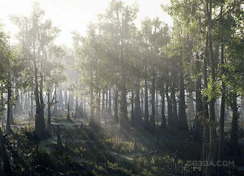 水杉沼泽 - Bald Cypress Swamp