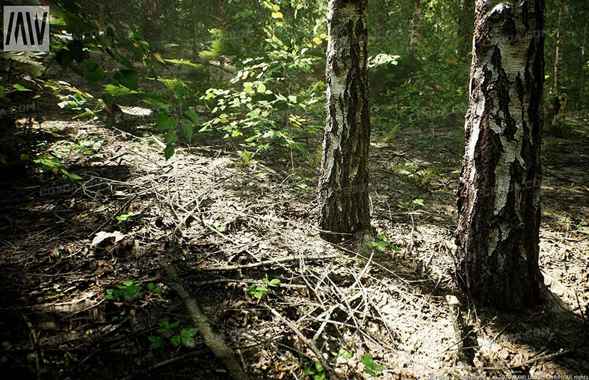 MW桦树森林生物群落-MW Paper Birch Trees Forest Biome