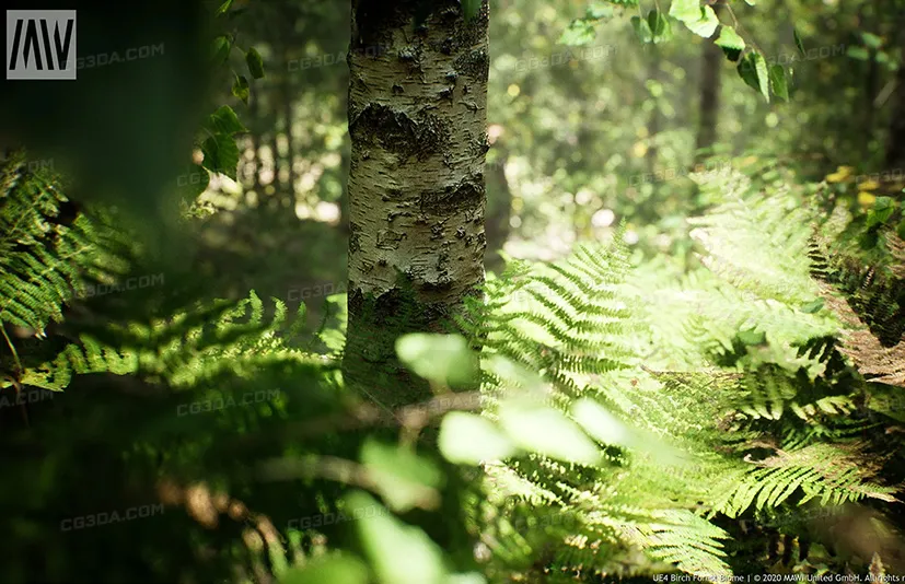 MW桦树森林生物群落-MW Paper Birch Trees Forest Biome