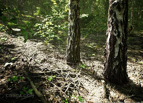 MW桦树森林生物群落-MW Paper Birch Trees Forest Biome
