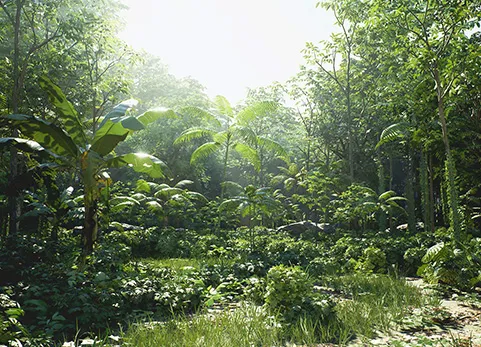 雨林包 - Rain Forest Pack