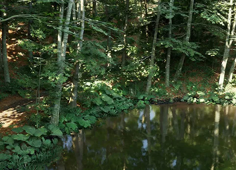 山毛榉森林生态系统 - Beech Forest Ecosystem