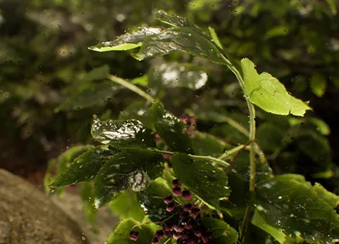 雨流动画-水滴材质和特效 - Animated Rain - Waterdrop Material & FX
