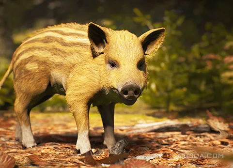 山猪野猪-Animalia - Wild Boar (young)