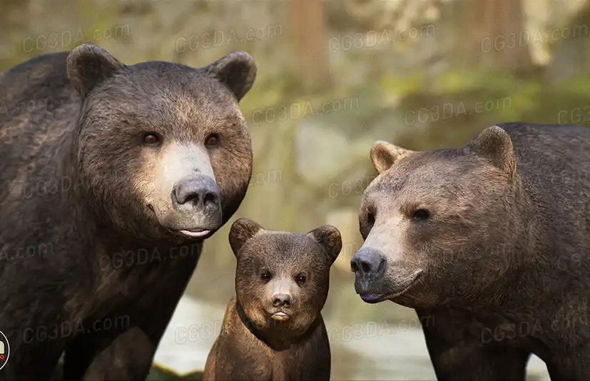 动物界 - 雄性棕熊-Animalia - Brown Bear (male)