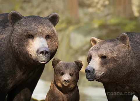 动物界 - 雄性棕熊-Animalia - Brown Bear (male)