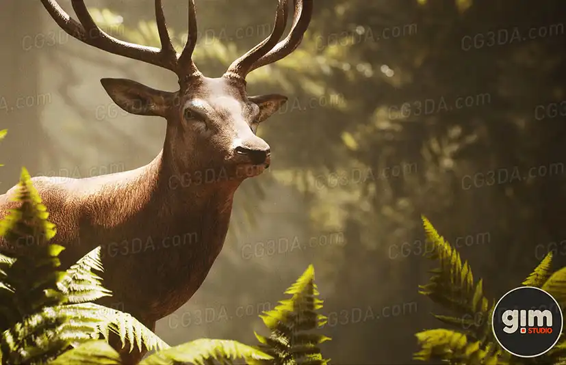 动物界 - 雄性马鹿-Animalia - Red Deer (male)