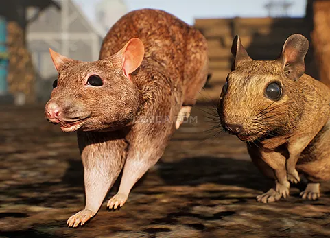 老鼠-Animalia - Rat