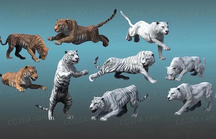 老虎-Asian Animal - Tiger