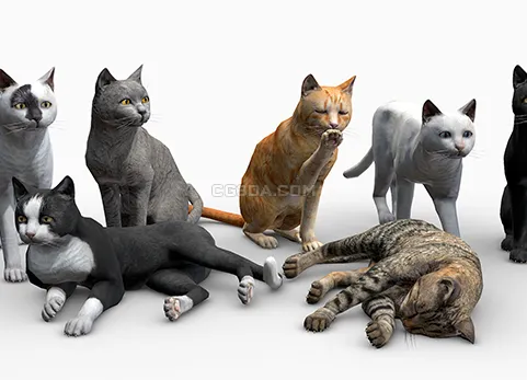 宠物猫-Cats Big Pack