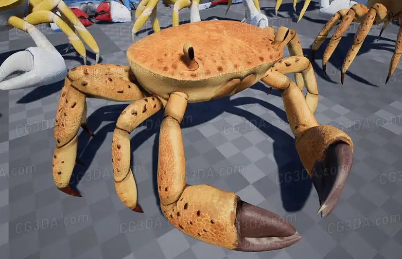 螃蟹-Crab - Animated Creature