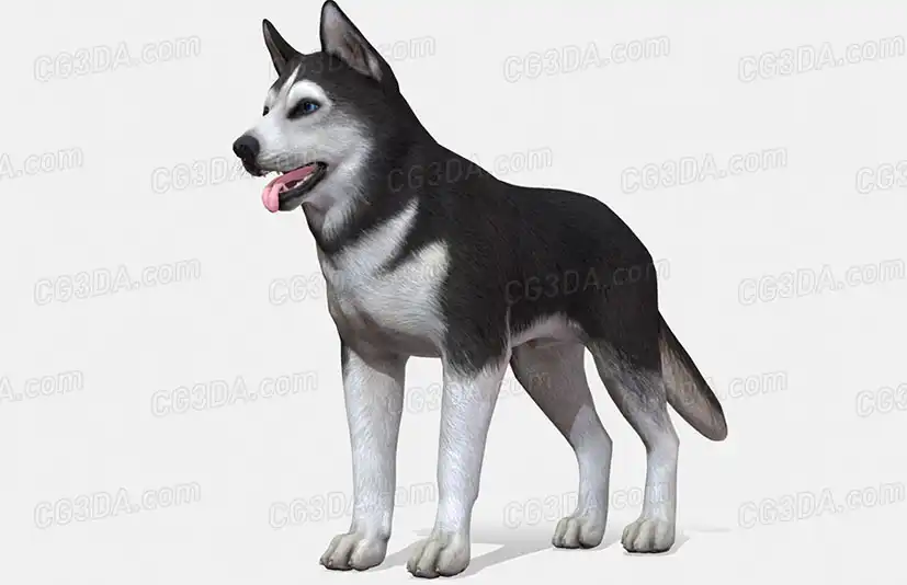 宠物狗哈士奇-Dog - Husky