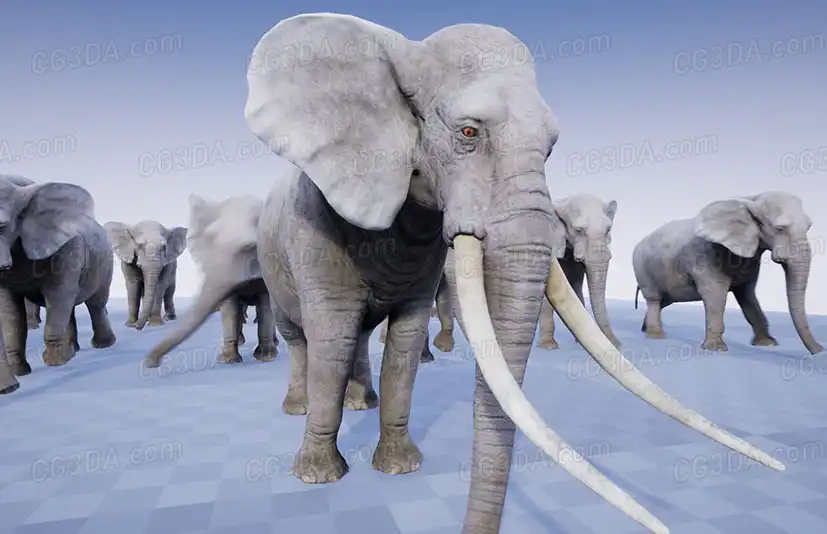 非洲大象-ELEPHANT