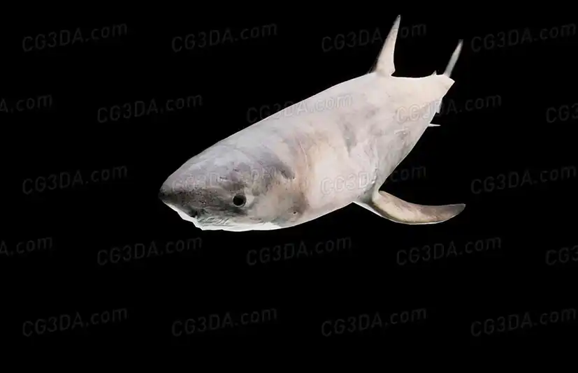 大白鲨-Great White Shark