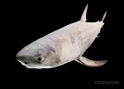 大白鲨-Great White Shark
