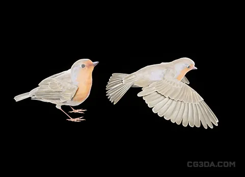知更鸟-Robin