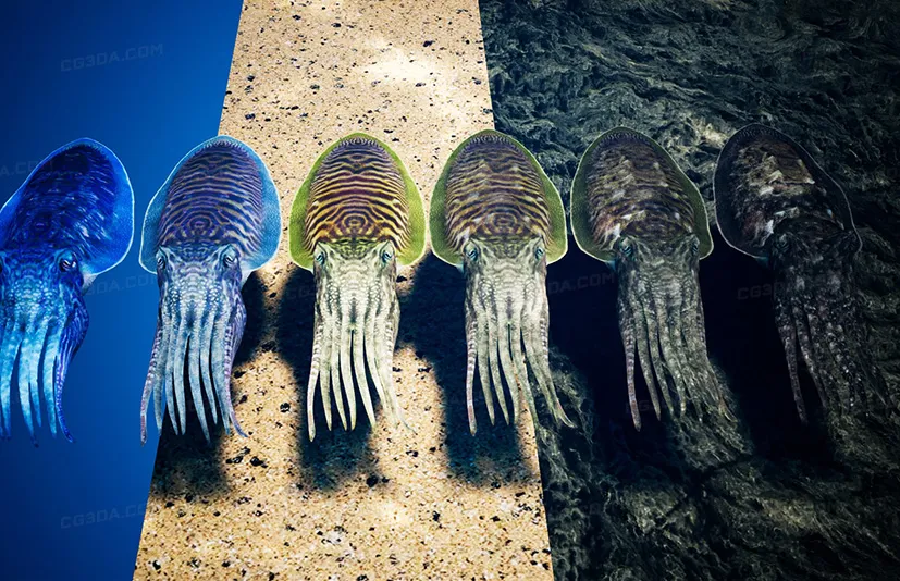 墨鱼模型 - Cuttlefish Camouflage