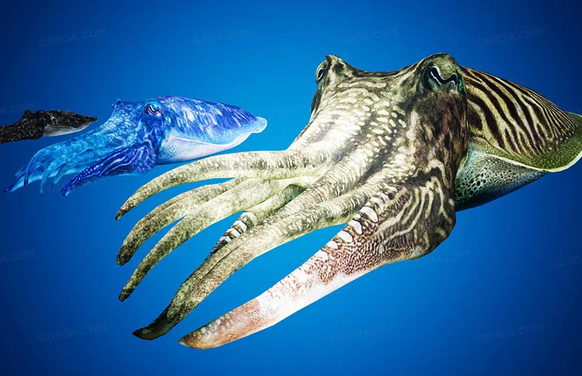墨鱼模型 - Cuttlefish Camouflage