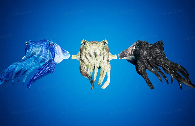 墨鱼模型 - Cuttlefish Camouflage