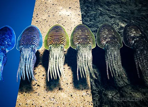 墨鱼模型 - Cuttlefish Camouflage