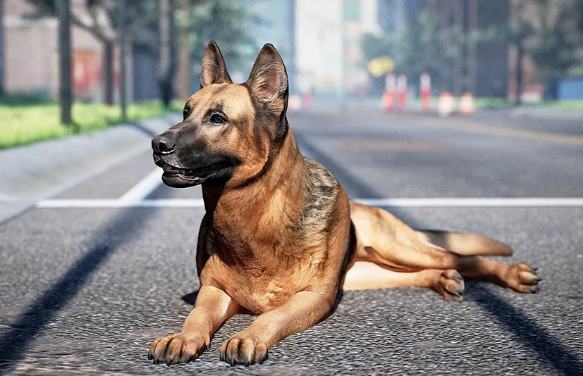 动物 德国牧羊犬 - Animalia - German Shepherd
