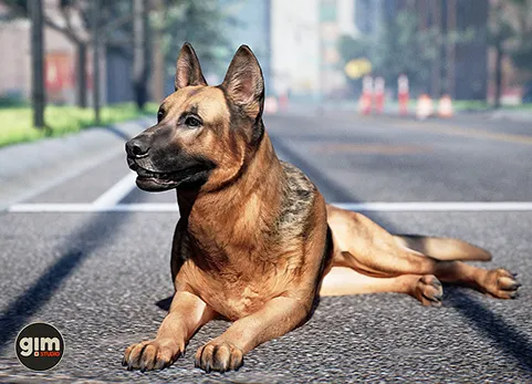 动物 德国牧羊犬 - Animalia - German Shepherd