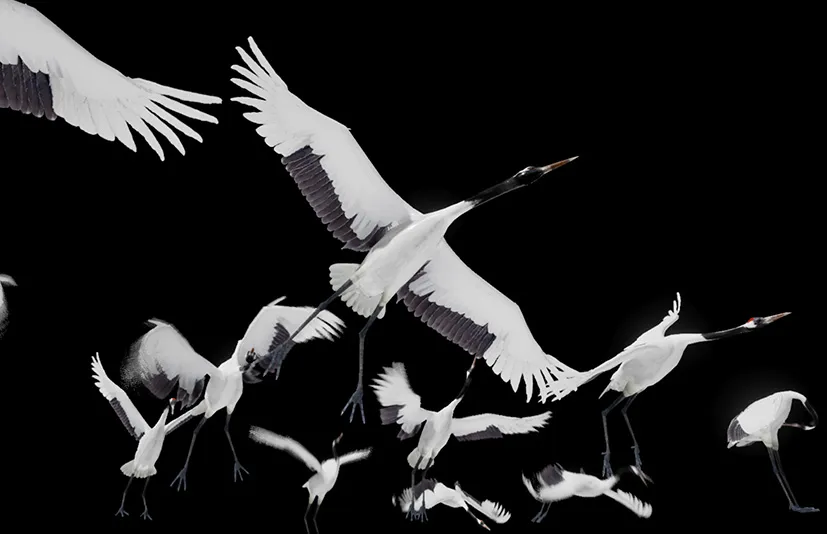 丹顶鹤 - Red Crowned Crane