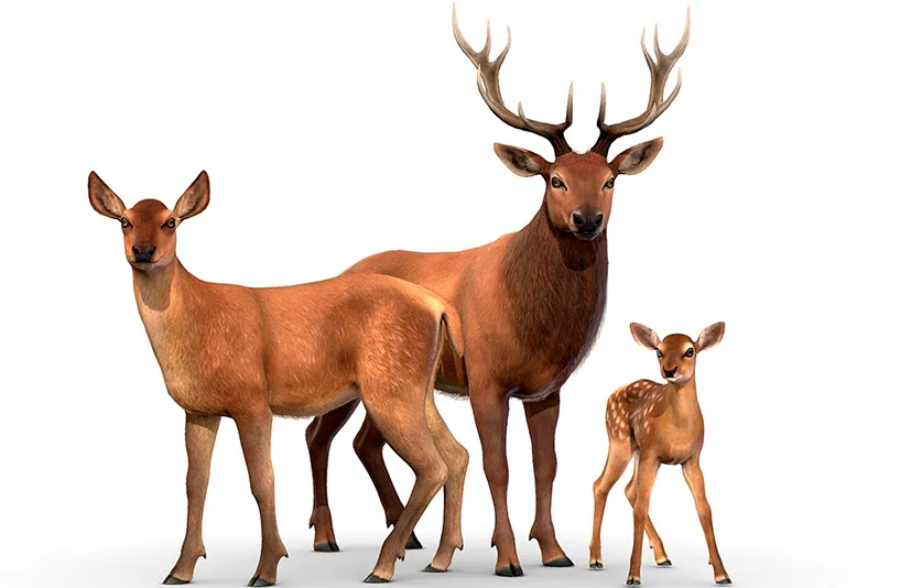 红鹿家族 - Red Deer Family